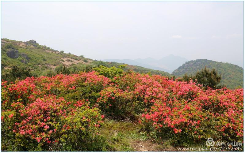 登大雷山之颠赏高山杜鹃花