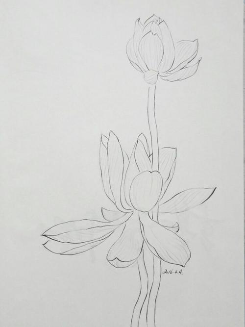 气定神闲画荷花～棠湖居士白描写生集之四