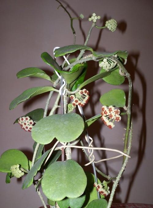 hoya kerri 绿心叶球兰