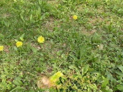 蒲公英如何种,蒲公英的种植方法