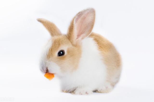 兔子爱吃什么草