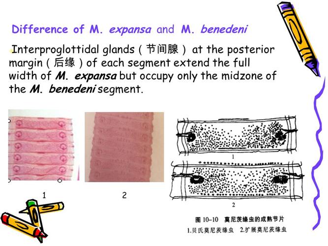 莫尼茨绦虫 主讲:谭韵贤 ppt制作:林冰媛 查找资料:王荷风,王思,刘晨
