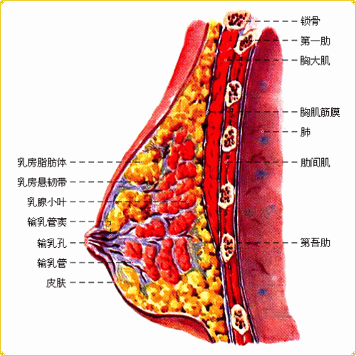 从解剖学上科学的认识丰胸解剖图