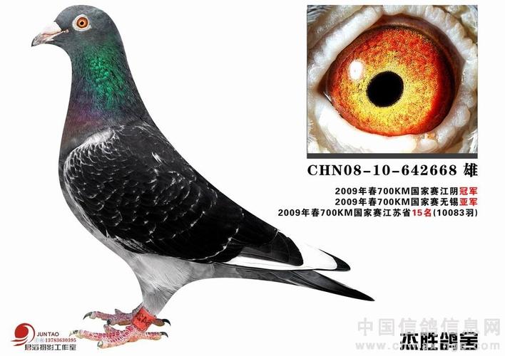  ; 欣赏墨雨点灰裤鸽-中国信鸽信息网; 中国 信鸽-这种羽毛特色