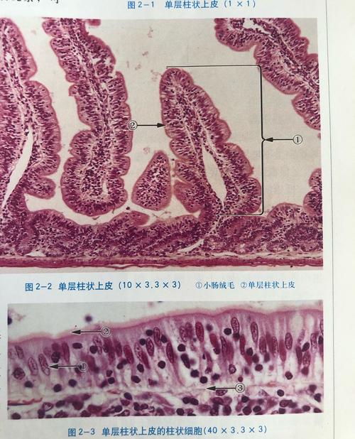 simple columnar epithelium,单层柱状上皮.
