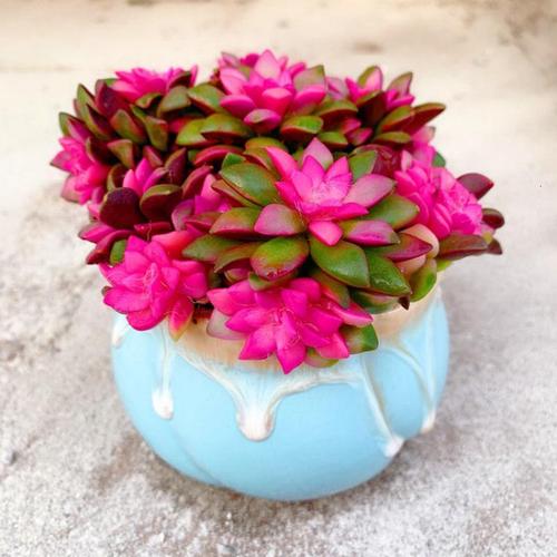 悦芳华多肉植物吹雪之松锦群生多头卡日松锦客厅防辐射花卉盆栽特价