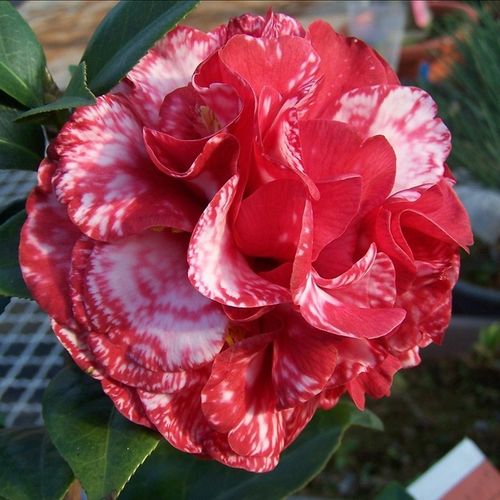 梦幻城市|神秘城|魔术城|玛吉城市