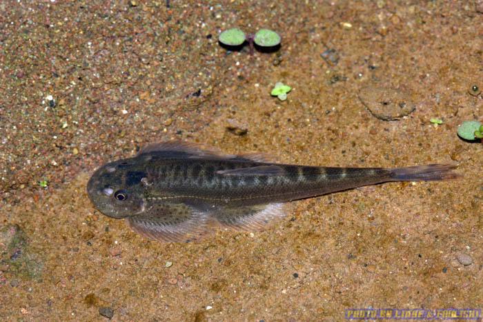 ae  小型鱼类(本人对鳅类不是很了解,请见谅) 下图为   四川华吸鳅