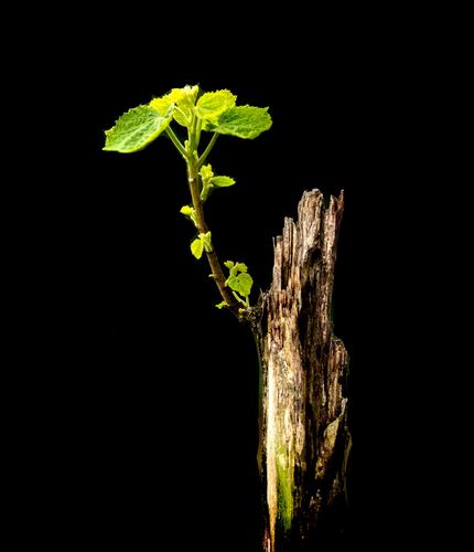 《枯木逢春》 树枯木衰颜,芽发生机然. 根深于泥中,何须他人怜.