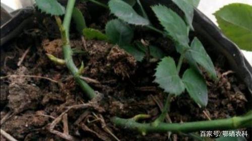 玫瑰的六种繁殖方法总有一种适合你,爱花的你,可免费