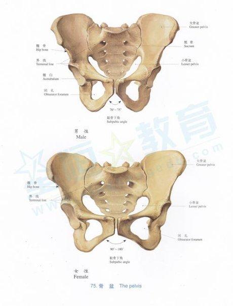 骨盆的详细图片解剖图
