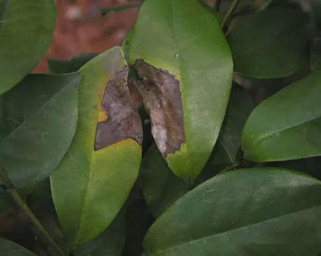 茶花易得炭疽病这样防治花红叶绿长势喜人