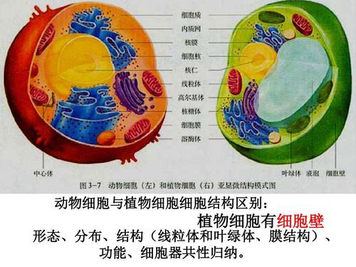 2细胞器——系统内的分工合作-6