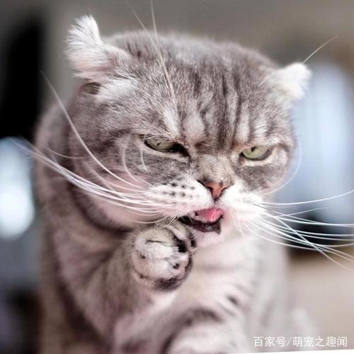 猫咪天生一副不爽样,每秒表情都超凶狠,竟意外受网友喜欢!