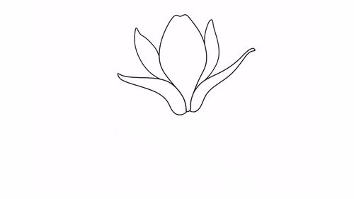 木兰花怎么画