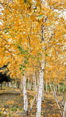 秋季的杨树,落叶如黄金般的漂亮.