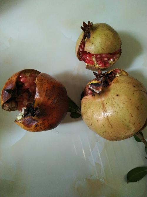 我家的石榴可以吃了