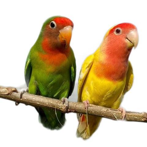 桃脸牡丹鹦鹉活鸟活物黄桃绿桃小鸟会学说活的宠物鸟