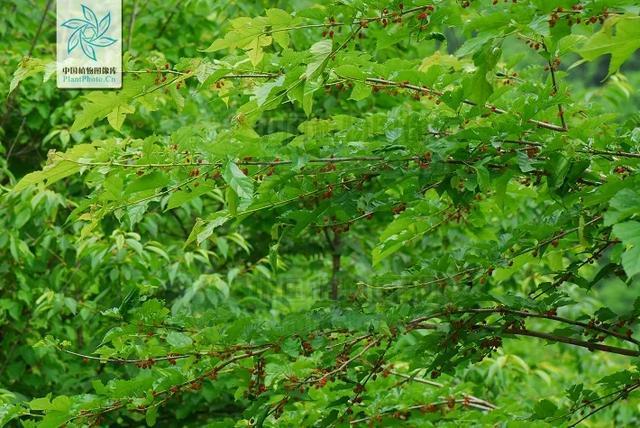 名副其实的"树中之王"——桑树