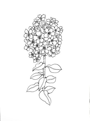 花卉(34/100):福禄考_花卉_针管笔_福禄怎么样_手绘_临摹_针管笔手绘