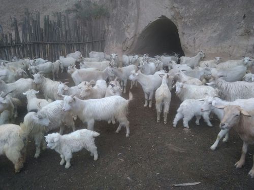 欣光养殖合作社创业篇