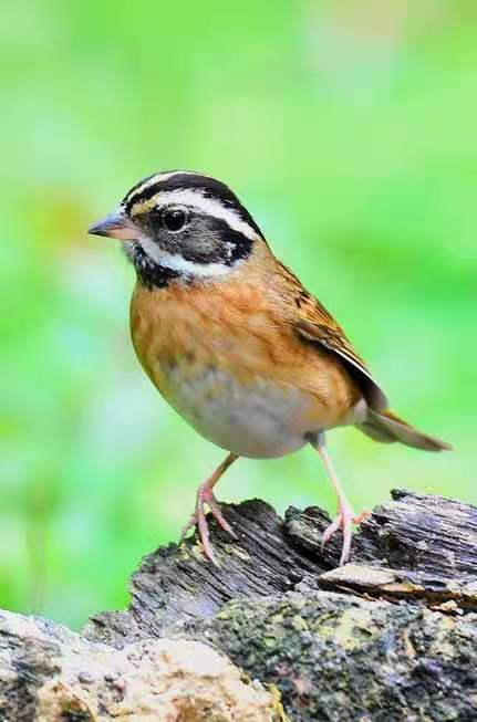 (33)三道眉草鹀公(又名白眉)