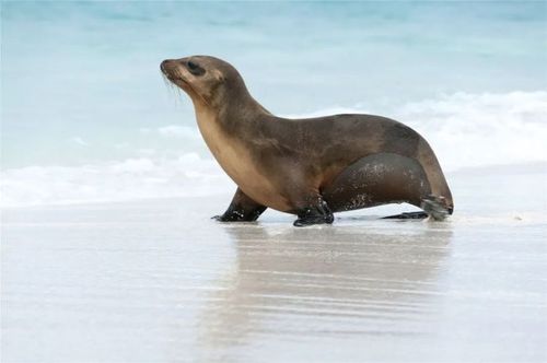 音频科普丨海狮胡须抖抖海上吼吼