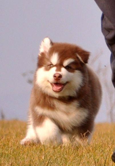 添宠网出售极品阿拉斯加幼犬实物拍摄非诚勿扰上门送货都可以