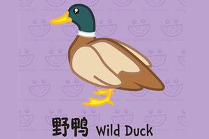 野鸭简笔画
