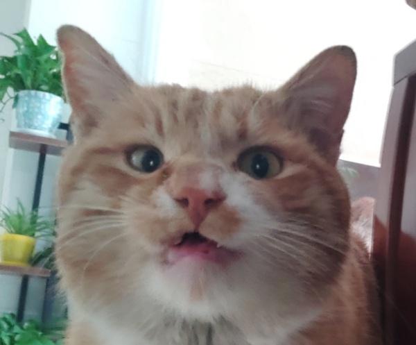 想找一点丑丑的猫图片当头像