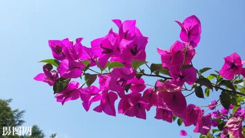 青海花儿"花坛百灵鸟"吴玉兰简介_标清