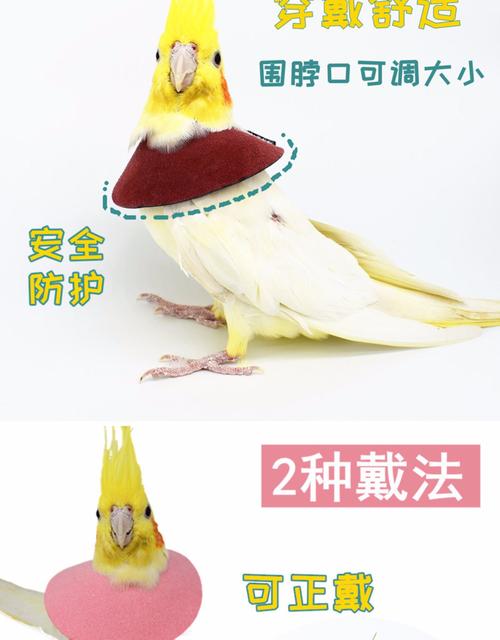 鹦鹉鸟用伊丽莎白圈防咬毛啄毛受伤保护项圈脖套虎皮围脖玄凤斗篷