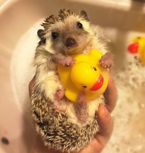 超可爱小刺猬,看完萌翻了!_小家伙