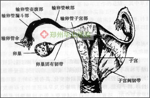 输卵管不通的部位