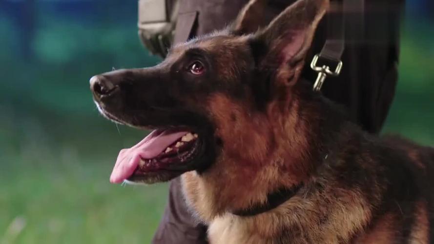 警犬天狼救过警花的命,看到天狼恢复如初,警花别提有