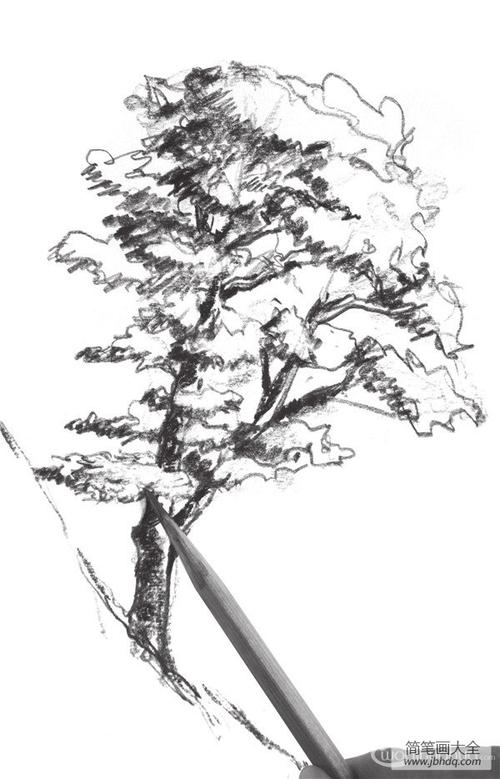 速写杉树的绘画技法