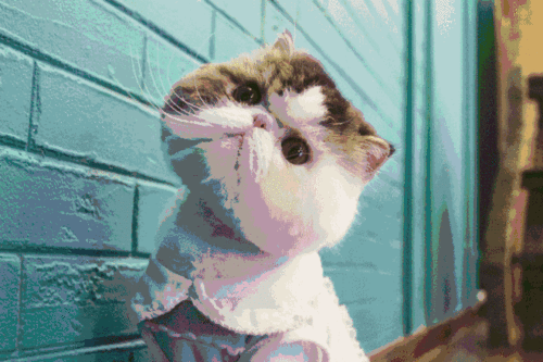 的老板娘还是一个温柔的大美女,会为这些喵星人准备可爱的衣服和领结