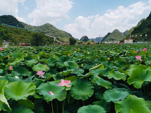 安顺十里荷廊风景区
