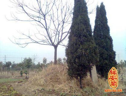 坟上长树后人当官坟上长树好不好有什么说法