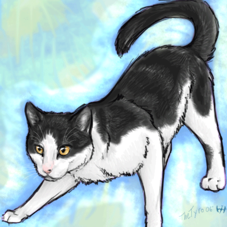 求猫武士的图片(最好写上是那只猫= =偶会分不清……),越多越好!