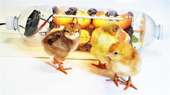 小伙用塑料瓶自制简易孵化器,把鸡蛋放里面,孵出的小鸡活蹦乱跳