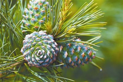 [树木传奇]若没有红松 谁擎起蓝天