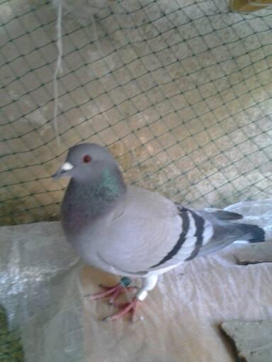 请问这什么鸽子品种好吗?