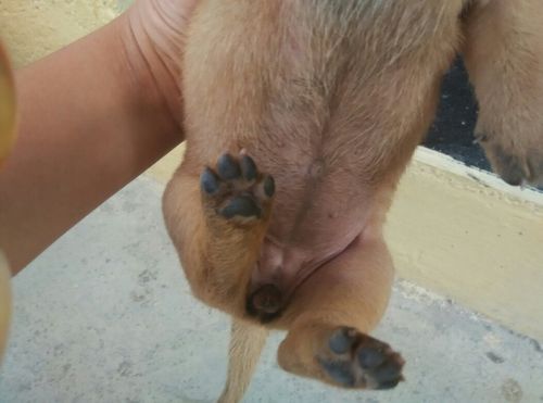 是什么狗,公的母的,好不好养.一定采纳,请放心