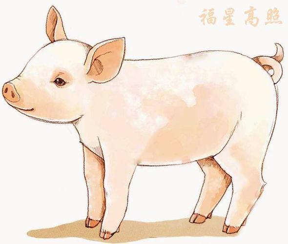 单身猪