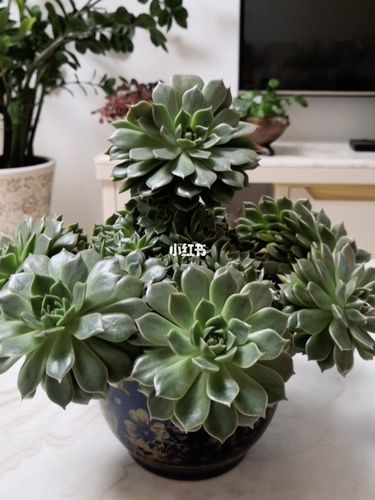 多肉:奥利维亚_多肉植物_奥利维亚_家居家装_家居装饰