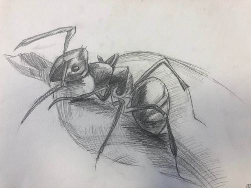 阳光之星教育2020暑期素描提高c班周凡可