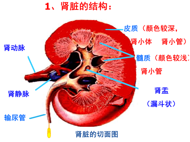 肾脏的结构59298
