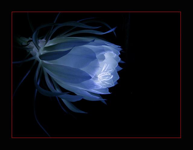 梦幻昙花