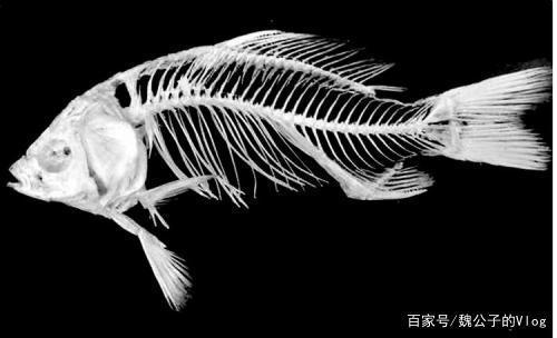 生活百科:为什么淡水鱼刺多,海水鱼刺少?